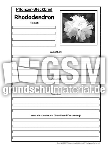 Pflanzensteckbrief-Rhododendron-SW.pdf